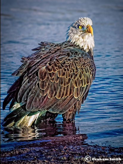 Eagle_Bald2_Water