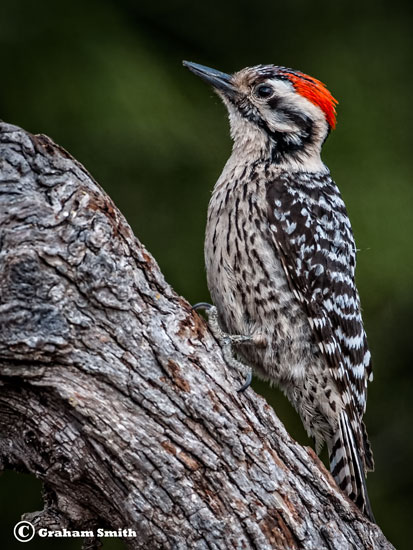 Woodpecker1