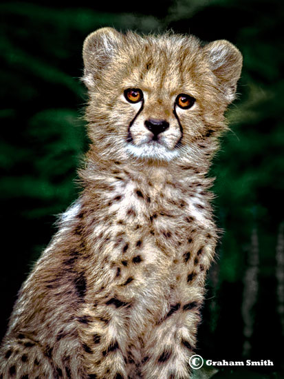 Cheetah_Cub