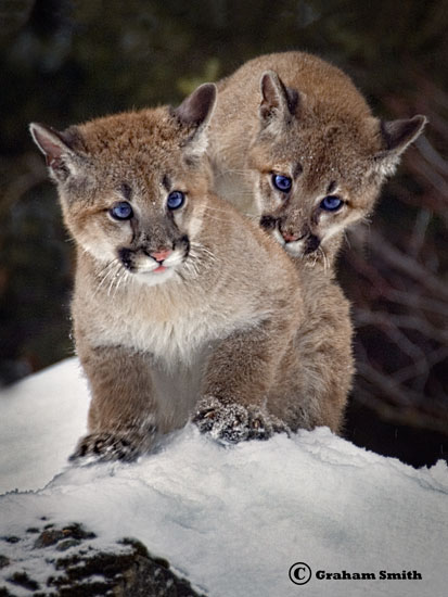 Cougar_Kittens