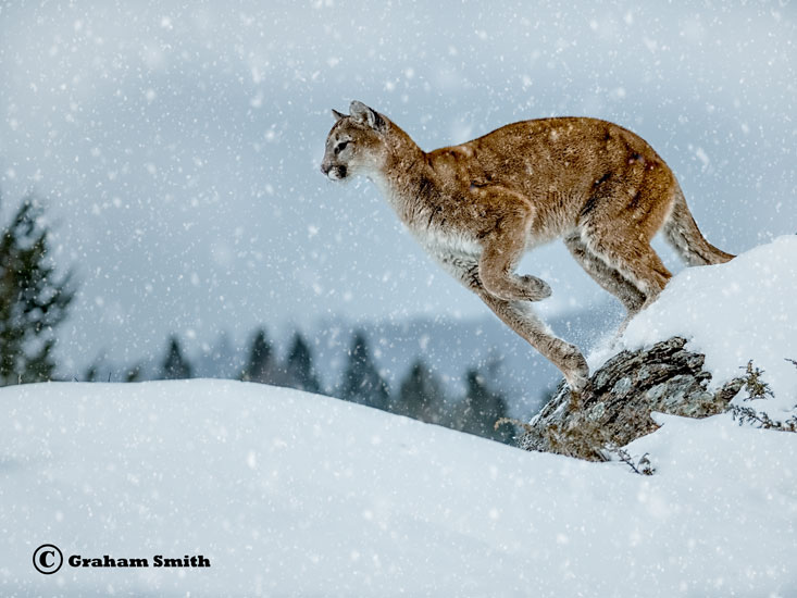 Cougar_Snow_Jump