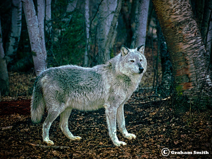 Wolf_Gray2
