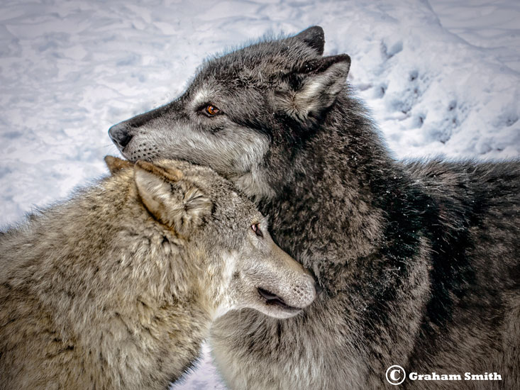 Wolf_Gray_Hug