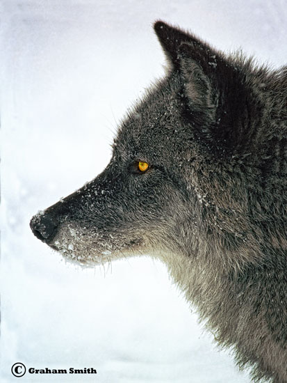 Wolf_Gray_Profile
