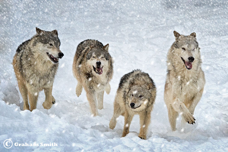Wolves_Gray_Four_Snow1