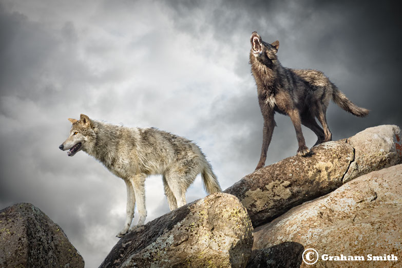 Wolves_Gray_Howl
