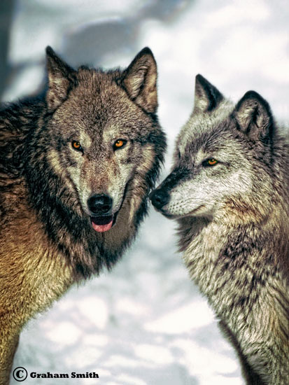 Wolves_Gray_Two_Portait