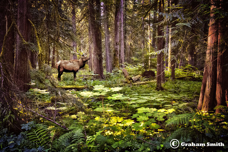 Elk_Forest1
