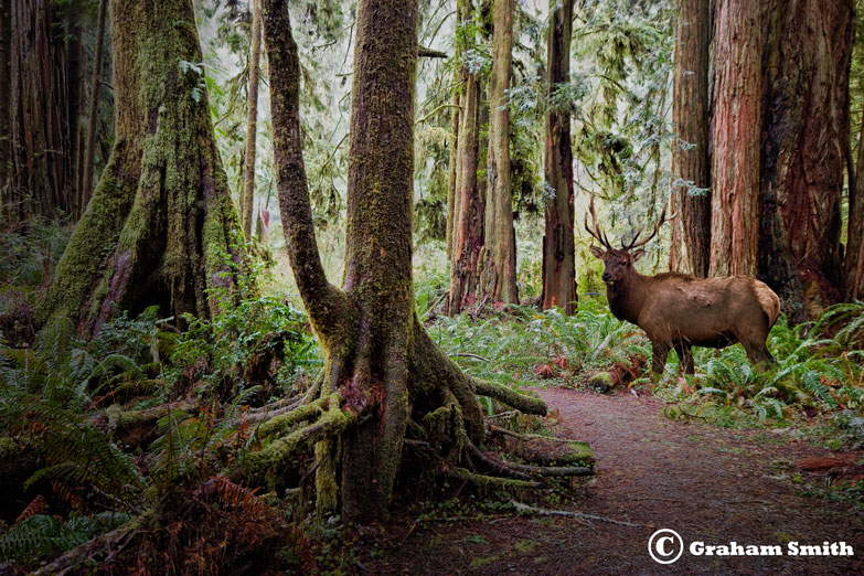 Elk_Redwood1