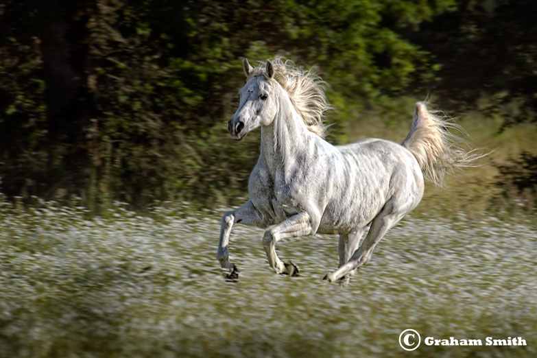 Horse_White_Run