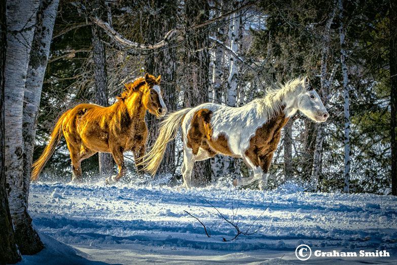 Horses_Free