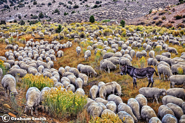 Sheep_Herd